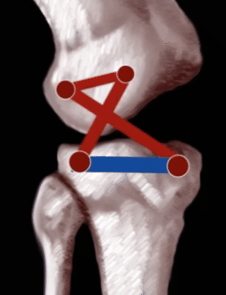 bio linkage knee